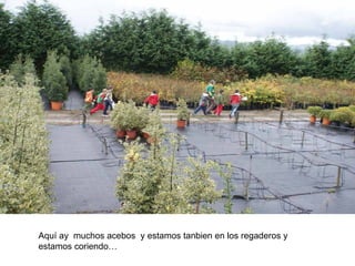 Aquí ay muchos acebos y estamos tanbien en los regaderos y estamos coriendo…