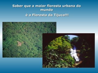 Saber que a maior floresta urbana do mundo é a Floresta da Tijuca!!! 