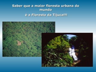 Saber que a maior floresta urbana do mundo é a Floresta da Tijuca!!! 