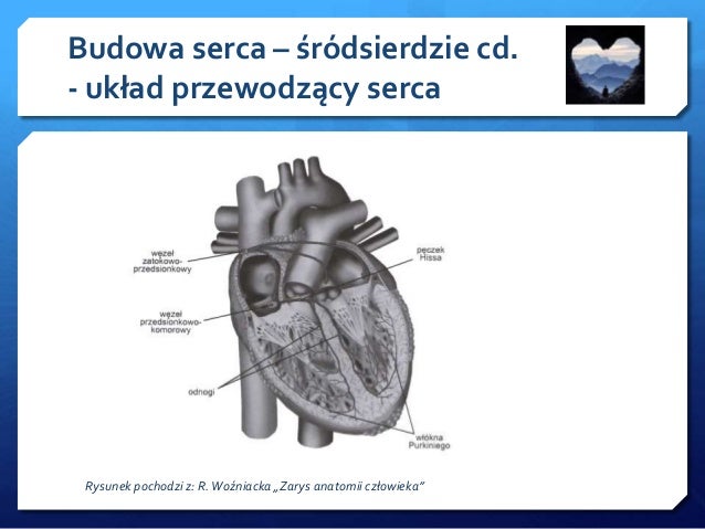 Serce Budowa