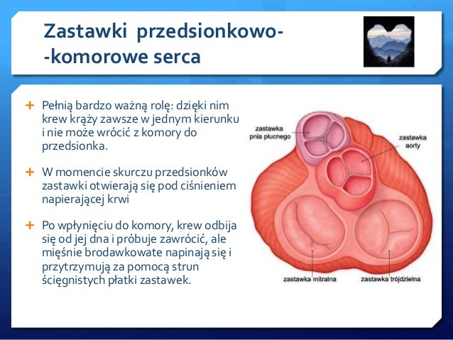 Serce Budowa