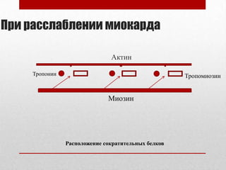 При расслаблении миокарда

                              Актин

    Тропонин                                        Тропомиозин


                             Миозин




               Расположение сократительных белков
 