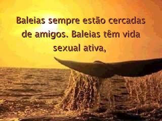 Baleias sempre estão cercadas de amigos. Baleias têm vida sexual ativa,   