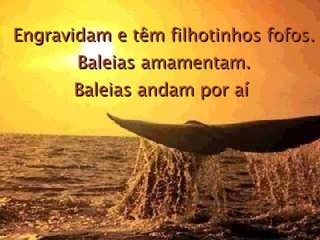 Engravidam e têm filhotinhos fofos. Baleias amamentam. Baleias andam por aí  