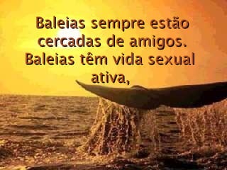 Baleias sempre estão cercadas de amigos. Baleias têm vida sexual  ativa,   