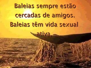 Baleias sempre estão cercadas de amigos. Baleias têm vida sexual  ativa,   