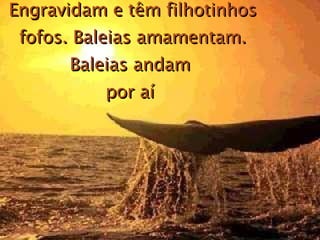 Engravidam e têm filhotinhos fofos. Baleias amamentam. Baleias andam  por aí  