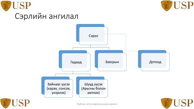 Сэрэлийн физиологи үндэс