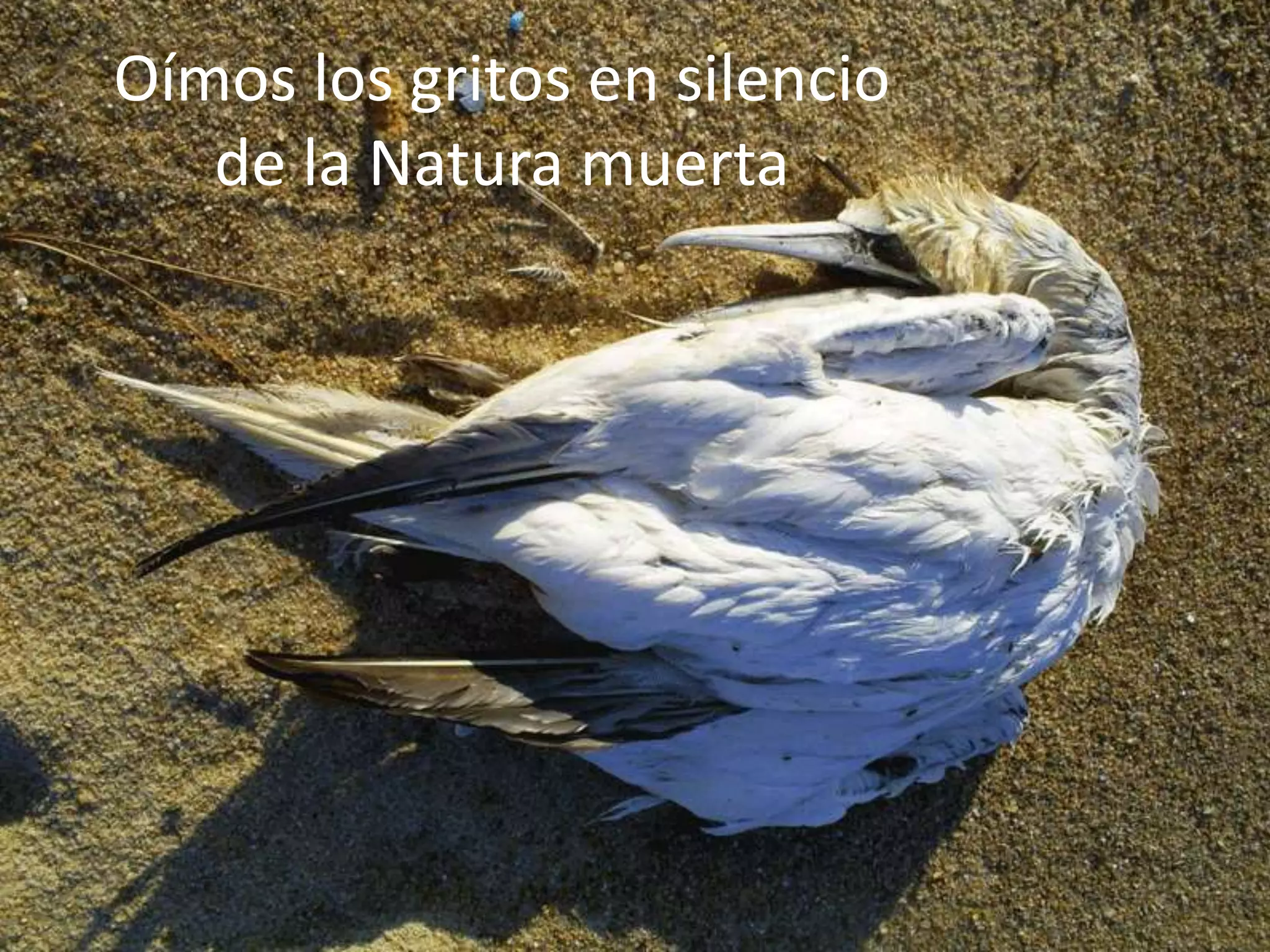 Oímos los gritos en silenciode la Natura muerta