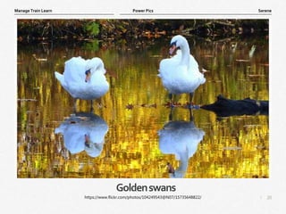 20
|
Serene
Manage Train Learn Power Pics
Goldenswans
https://www.flickr.com/photos/104249543@N07/15735648822/
 