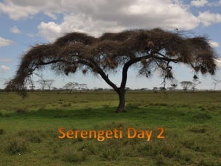 Serengeti Day 2 