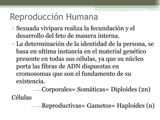 Reproducción Humana
• Sexuada vivípara realiza la fecundación y el
desarrollo del feto de manera interna.
• La determinación de la identidad de la persona, se
basa en ultima instancia en el material genético
presente en todas sus células, ya que su núcleo
porta las fibras de ADN dispuestas en
cromosomas que son el fundamento de su
existencia.
Corporales= Somáticas= Diploides (2n)
Células
Reproductivas= Gametos= Haploides (n)
 
