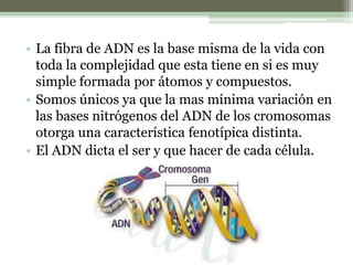 • La fibra de ADN es la base misma de la vida con
toda la complejidad que esta tiene en si es muy
simple formada por átomos y compuestos.
• Somos únicos ya que la mas mínima variación en
las bases nitrógenos del ADN de los cromosomas
otorga una característica fenotípica distinta.
• El ADN dicta el ser y que hacer de cada célula.
 