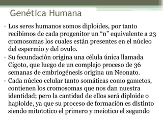 Genética Humana
• Los seres humanos somos diploides, por tanto
recibimos de cada progenitor un “n” equivalente a 23
cromosomas los cuales están presentes en el núcleo
del espermio y del ovulo.
• Su fecundación origina una célula única llamada
Cigoto, que luego de un complejo proceso de 36
semanas de embriogénesis origina un Neonato.
• Cada núcleo celular tanto somáticas como gametos,
contienen los cromosomas que nos dan nuestra
identidad; pero la cantidad de ellos será diploide o
haploide, ya que su proceso de formación es distinto
siendo mitototico el primero y meiotico el segundo
 