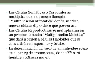 • Las Células Somáticas o Corporales se
multiplican en un proceso llamado:
“Multiplicación Mitototica” donde se crean
nuevas células diploides o que poseen 2n.
• Las Células Reproductivas se multiplicaran en
un proceso llamado: “Multiplicación Meiotica”
que dará a origen a células Haploides que se
convertirán en espermios y óvulos.
• La determinación del sexo de un individuo recae
en el par 23 de cromosomas, donde XY será
hombre y XX será mujer.
 