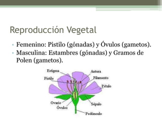 Reproducción Vegetal
• Femenino: Pistilo (gónadas) y Óvulos (gametos).
• Masculina: Estambres (gónadas) y Gramos de
Polen (gametos).
 