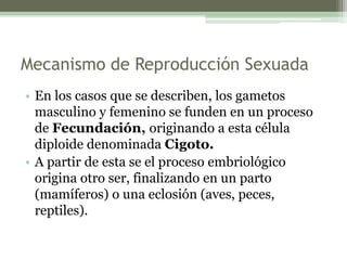 Mecanismo de Reproducción Sexuada
• En los casos que se describen, los gametos
masculino y femenino se funden en un proceso
de Fecundación, originando a esta célula
diploide denominada Cigoto.
• A partir de esta se el proceso embriológico
origina otro ser, finalizando en un parto
(mamíferos) o una eclosión (aves, peces,
reptiles).
 