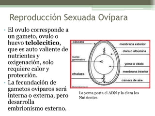 Reproducción Sexuada Ovípara
• El ovulo corresponde a
un gameto, ovulo o
huevo telolecitico,
que es auto valiente de
nutrientes y
oxigenación, solo
requiere calor y
protección.
• La fecundación de
gametos ovíparos será
interna o externa, pero
desarrolla
embrionismo externo.
La yema porta el ADN y la clara los
Nutrientes
 