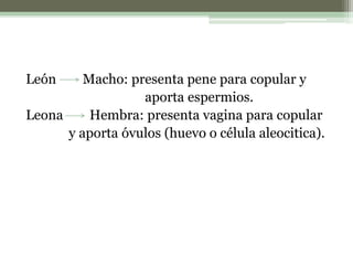 León Macho: presenta pene para copular y
aporta espermios.
Leona Hembra: presenta vagina para copular
y aporta óvulos (huevo o célula aleocitica).
 