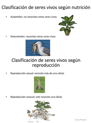 Clasificación de seres vivos según nutrición
• Autotrofos: no necesitan otros seres vivos
• Heterotrofos: necesitan otros seres vivos
Clasificación de seres vivos según
reproducción
• Reproducción sexual: necesita más de una célula
• Reproducción asexual: solo necesita una célula
Silvia Pintado
 