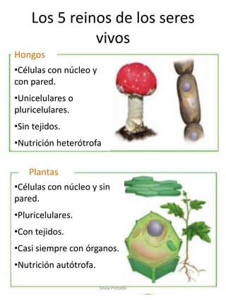 Los 5 reinos de los seres
vivos
•Células con núcleo y sin
pared.
•Pluricelulares.
•Con tejidos.
•Casi siempre con órganos.
•Nutrición autótrofa.
Plantas
Hongos
•Células con núcleo y
con pared.
•Unicelulares o
pluricelulares.
•Sin tejidos.
•Nutrición heterótrofa
Silvia Pintado
 