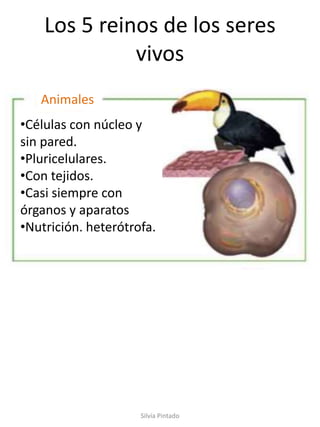 Los 5 reinos de los seres
vivos
•Células con núcleo y
sin pared.
•Pluricelulares.
•Con tejidos.
•Casi siempre con
órganos y aparatos
•Nutrición. heterótrofa.
Animales
Silvia Pintado
 
