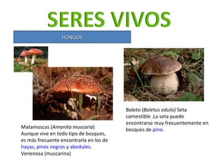 HONGOS Matamoscas ( Amanita muscaria ) Aunque vive en todo tipo de bosques, es más frecuente encontrarla en los de  hayas ...