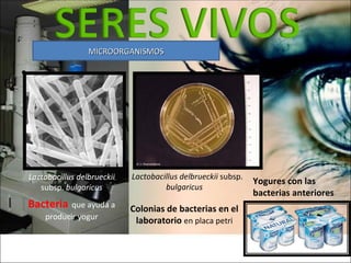MICROORGANISMOS Yogures con las bacterias anteriores Lactobacillus delbrueckii  subsp.  bulgaricus Bacteria   que ayuda a ...
