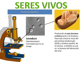 MICROORGANISMOS Levadura  ( Saccharomyces cerevisiae)  que es un hongo Producción de  pan (cerveza y vino)  gracias a la l...