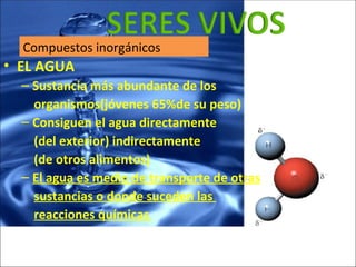 <ul><li>EL AGUA </li></ul><ul><ul><li>Sustancia más abundante de los </li></ul></ul><ul><ul><li>organismos(jóvenes 65%de s...