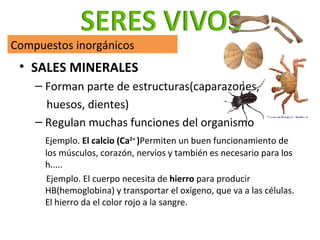 <ul><li>SALES MINERALES </li></ul><ul><ul><li>Forman parte de estructuras(caparazones,  </li></ul></ul><ul><ul><li>huesos,...