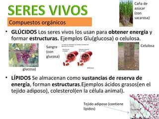 <ul><li>GLÚCIDOS  Los seres vivos los usan para  obtener energía  y formar  estructuras.  Ejemplos Glu(glucosa) o celulosa...