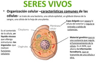 <ul><li>Organización celular – características comunes  de las células-  se trate de una bacteria, una célula epitelial, u...