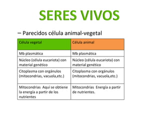 <ul><ul><li>Parecidos célula animal-vegetal </li></ul></ul>Célula vegetal Célula animal Mb plasmática Mb plasmática Núcleo...
