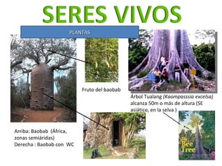 Arriba: Baobab  (África, zonas semiáridas) Derecha : Baobab con  WC  Árbol Tualang  (Koompasssia excelsa)  alcanza 50m o m...