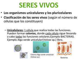 <ul><li>Los organismos unicelulares y los pluricelulares </li></ul><ul><li>Clasificación de los seres vivos  (según el núm...
