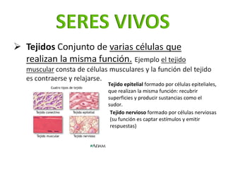 Tejido epitelial  formado por células epiteliales, que realizan la misma función: recubrir superficies y producir sustanci...