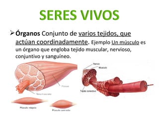 <ul><li>Órganos  Conjunto de  varios tejidos, que actúan coordinadamente .  Ejemplo  Un músculo  es un órgano que engloba ...