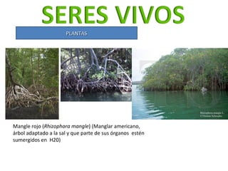 PLANTAS Mangle rojo ( Rhizophora mangle ) (Manglar americano, árbol adaptado a la sal y que parte de sus órganos  estén su...