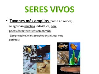 <ul><li>Taxones más amplios   (como en reinos)  </li></ul><ul><li>se agrupan  muchos  individuos ,  con  </li></ul><ul><li...