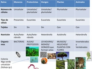 Colonia Alga verde unicelular  (Volvox  sp.) Reino Moneras Protoctistas Hongos Plantas Animales Número de células Unicelul...