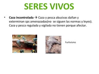 <ul><ul><ul><li>Caza incontrolada    Caza y pesca abusivas dañan y exterminan sps amenazadas(no  se siguen las normas y l...