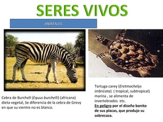 Cebra de Burchell ( Equus burchelli ) (africana) dieta vegetal, Se diferencia de la cebra de Grevy en que su vientre no es...