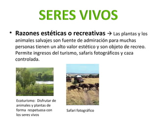 <ul><li>Razones estéticas o recreativas    Las plantas y los animales salvajes son fuente de admiración para muchas perso...