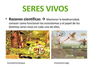 <ul><li>Razones científicas      Mantener la biodiversidad, conocer como funcionan los ecosistemas y el papel de los dist...
