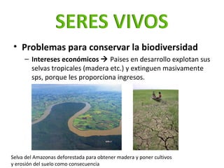 <ul><li>Problemas para conservar la biodiversidad  </li></ul><ul><ul><li>Intereses económicos     Paises en desarrollo ex...