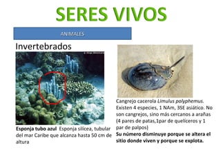<ul><li>Invertebrados  </li></ul>ANIMALES Esponja tubo azul  Esponja silícea, tubular del mar Caribe que alcanza hasta 50 ...