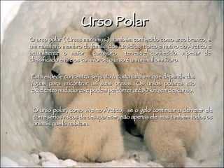 O urso polar ( Ursus maritimus ), também conhecido como urso branco, é um mamífero membro da família dos Ursidios, típico e nativo do Árctico e actualmente o maior  carnívoro  terrestre conhecido. Apesar de classificado entre os carnívoros, o urso é um animal omnívoro. Esta espécie concentra-se junto à costa uma vez que depende das águas para encontrar as suas presas. Os ursos polares são excelentes nadadores e podem percorrer até 80 km sem descanso.   Urso Polar O urso polar, como vive no Árctico,  se o gelo continuar a derreter ele corre sérios riscos de desaparecer, não apenas ele  mas também todos os animais que lá habitam. 