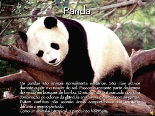 Panda Os pandas são animais normalmente solitários. São mais activos durante o pôr e o nascer do sol. Passam a restante parte do tempo dormindo em bosques de bambu. O seu território é marcado com uma combinação de odores da glândula anal, urina e marcas com as garras. Evitam conflitos não usando áreas compartilhadas do território durante o mesmo período. Como um animal subtropical, o panda não hiberna. 