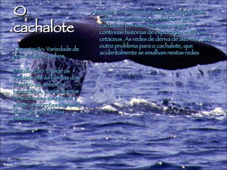 O cachalote  Ameaças: Por causa dos seus caros produtos, como o espermacete e o âmbar – gris, o cachalote tem uma das mais antigas e contínuas histórias de exploração entre os cetáceos. As redes de deriva de alto mar, são outro problema para o cachalote, que acidentalmente se emalham nestas redes .  Alimentação: Variedade de peixes, lulas e polvos.  Distribuição: Desde os trópicos até às bordas dos Pacifico em ambos os hemisférios, porém apenas os machos se aventuram a atingir as porções extremas do norte e sul de sua distribuição  